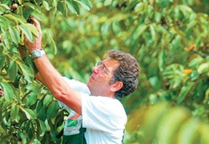 Εφάπαξ επιδότηση ως 9.000 ευρώ για φύτευση δένδρων