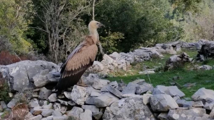 Ενας απρόσμενος και… πεινασμένος επισκέπτης! skara1