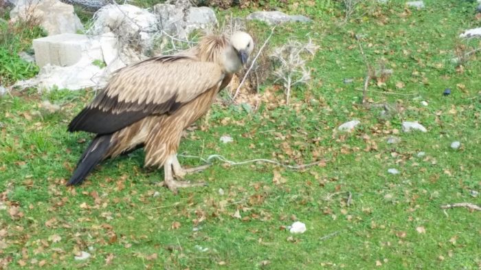 Ενας απρόσμενος και… πεινασμένος επισκέπτης! skara2