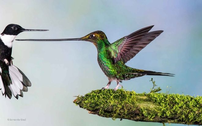 Οι πιο εντυπωσιακές φωτογραφίες που ξεχώρισαν το 2014 wildlife00