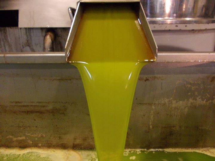 Το λιομάζωμα και το άλεσμα της ελιάς liomazwma3