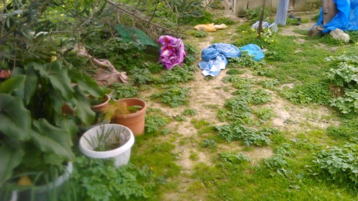 Τα ποντίκια της "έφαγαν" τα αυτιά trogli-pontikia-1