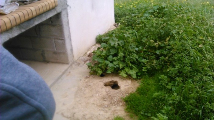 Τα ποντίκια της "έφαγαν" τα αυτιά trogli-pontikia-2