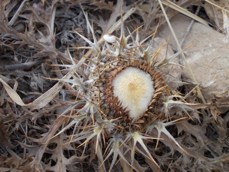 Ακόλια: Το φυτό προάγγελος της τσίχλας akolia1
