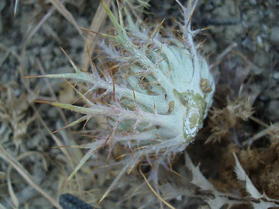 Ακόλια: Το φυτό προάγγελος της τσίχλας akolia2