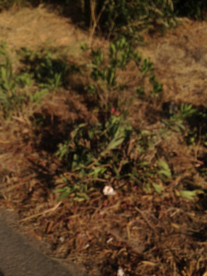 Αίσχος στον ΒΟΑΚ στο ύψος των Γουβών sfakes3