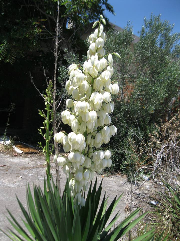 Ένας Γιούκα στην αυλή σου giouka1