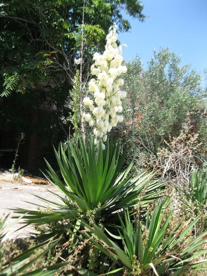 Ένας Γιούκα στην αυλή σου giouka2
