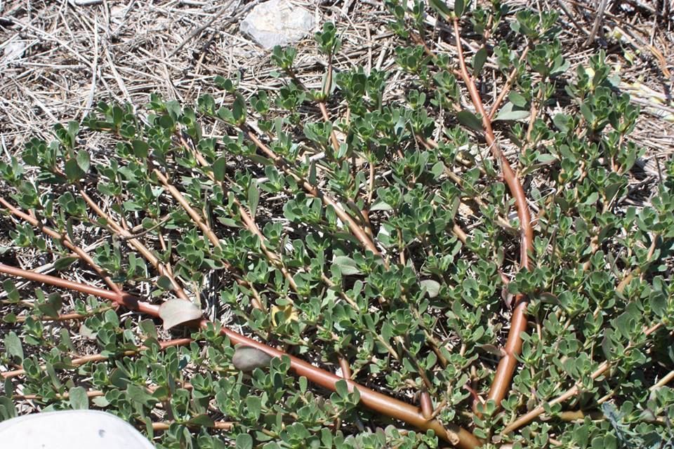 Γλιστρίδα έφαγες ; glistrida1