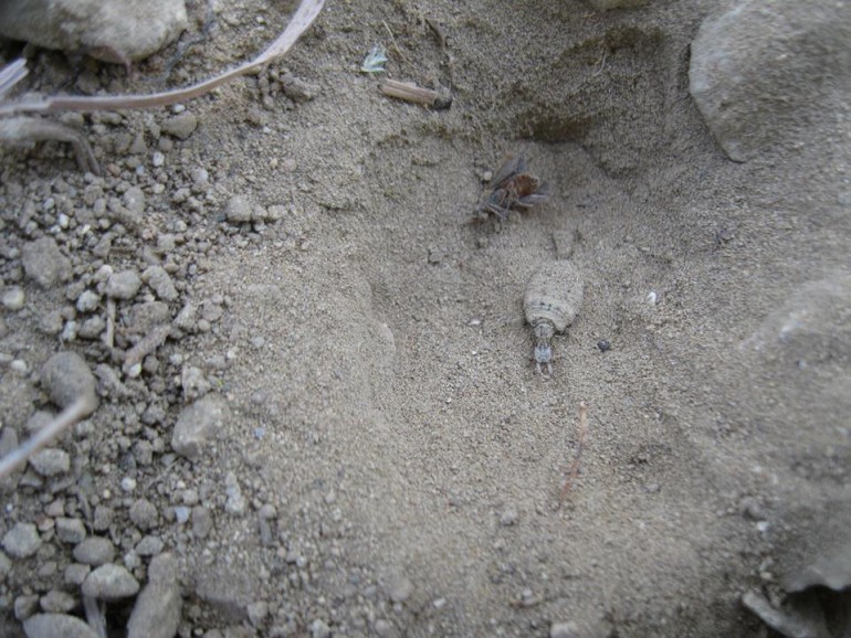 Ένας Μυλωνάς ... απ'την Κρήτη! milonas1