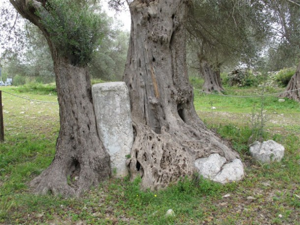 H ελιά της Γόρτυνας στα αρχαιότερα δέντρα στον κόσμο elia-gortynas