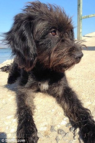 Αδέσποτος σκύλος στην Γεωργιούπολη έσωσε τουρίστρια και εκείνη τον υιοθέτησε skilos09b