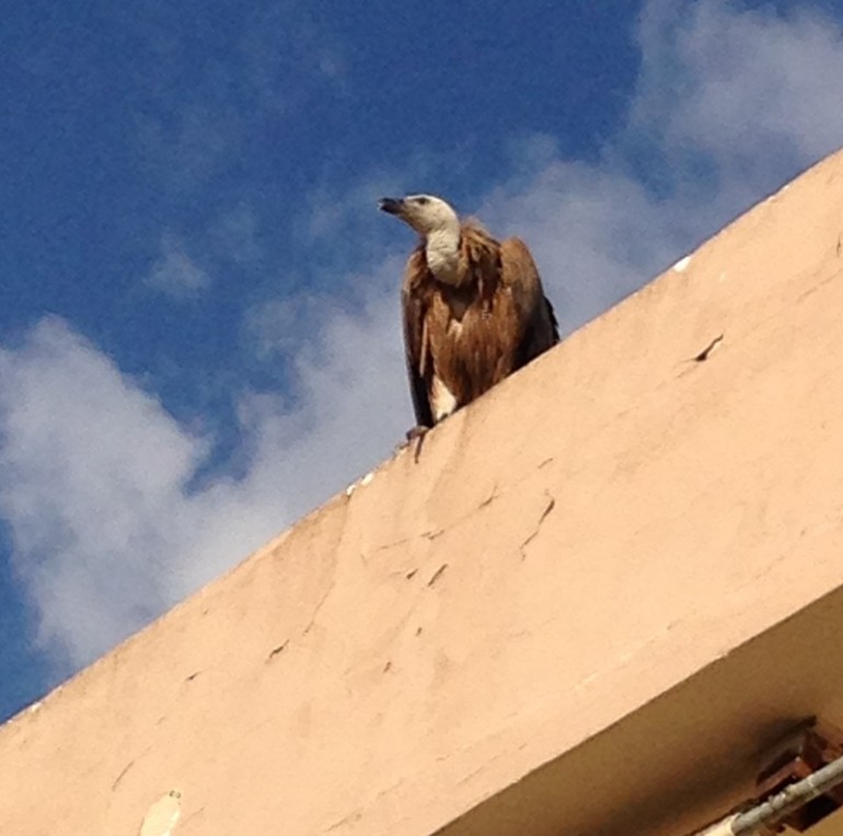 Διάσωση γυπαετού στις Μοίρες gypaetos 042
