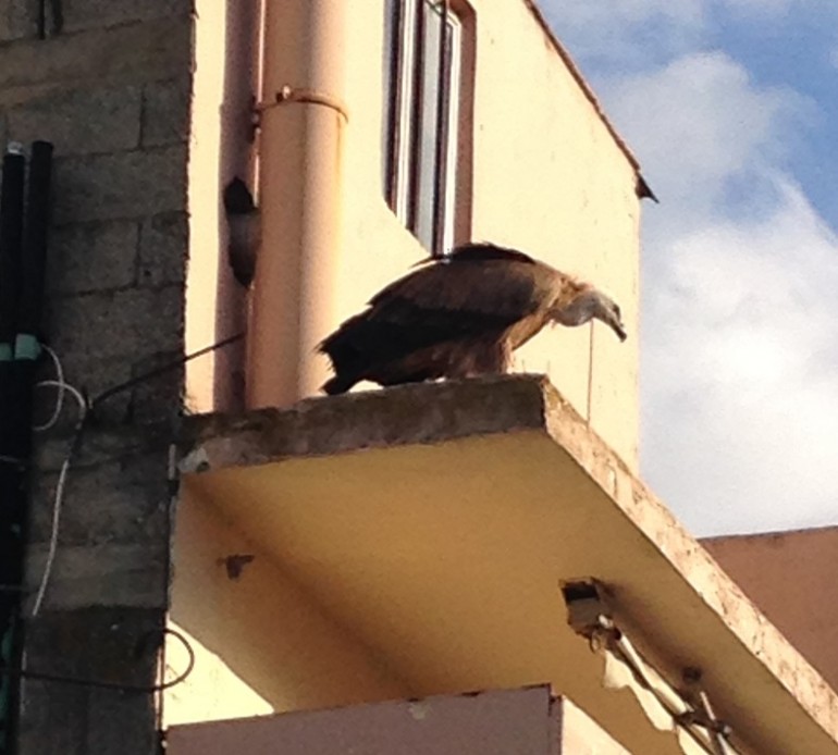 Διάσωση γυπαετού στις Μοίρες gypaetos 048