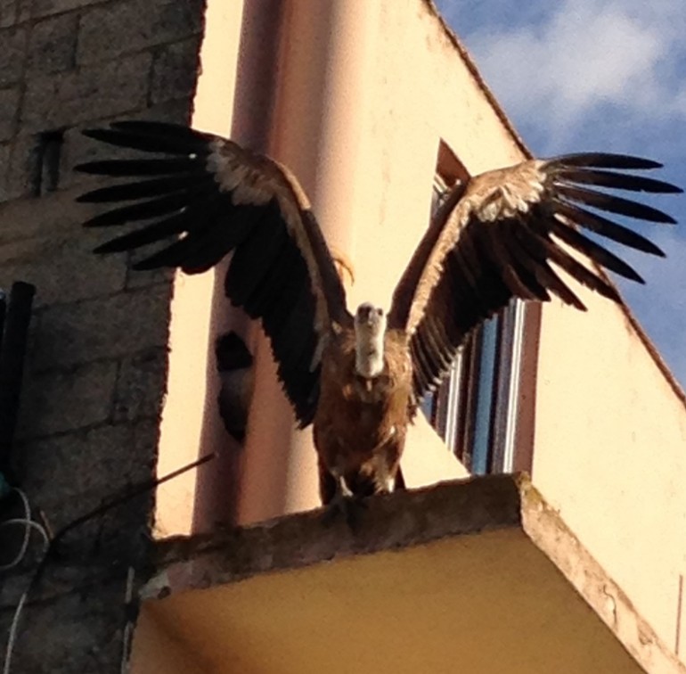 Διάσωση γυπαετού στις Μοίρες gypaetos 053