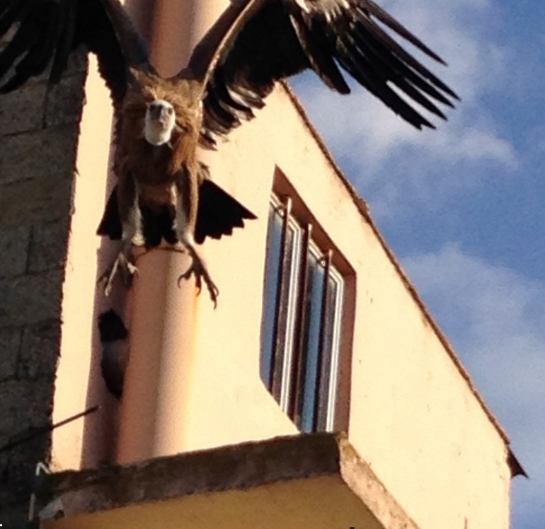 Διάσωση γυπαετού στις Μοίρες gypaetos 054