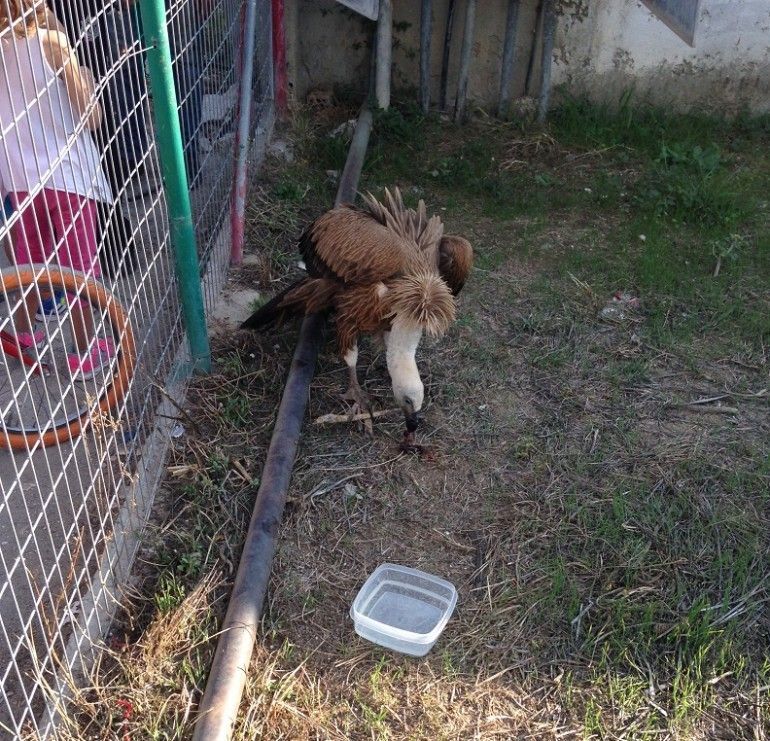 Διάσωση γυπαετού στις Μοίρες gypaetos 059