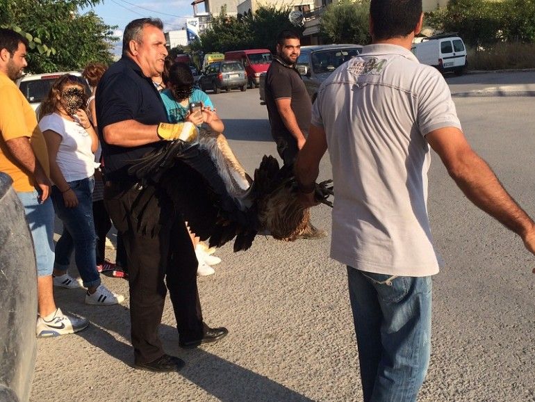 Διάσωση γυπαετού στις Μοίρες gypaetos 0651