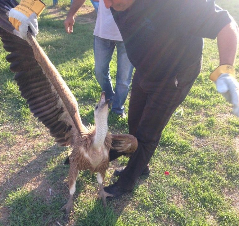 Διάσωση γυπαετού στις Μοίρες gypaetos 068