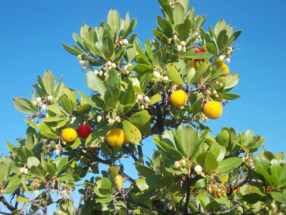 Η κουμαριά: Ένα πανέμορφο άγριο φυτό της φύσης koumaria