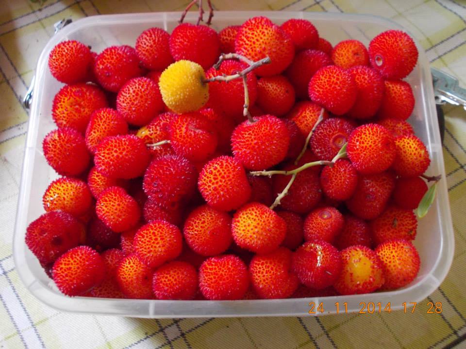 Η κουμαριά: Ένα πανέμορφο άγριο φυτό της φύσης koumaria1