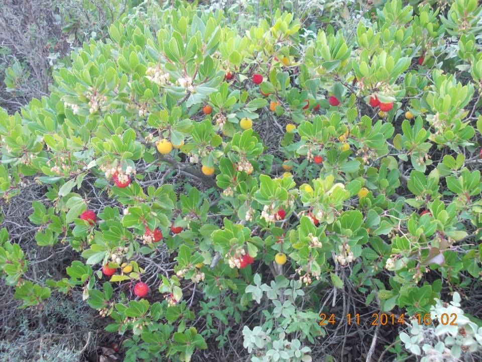 Η κουμαριά: Ένα πανέμορφο άγριο φυτό της φύσης koumaria2