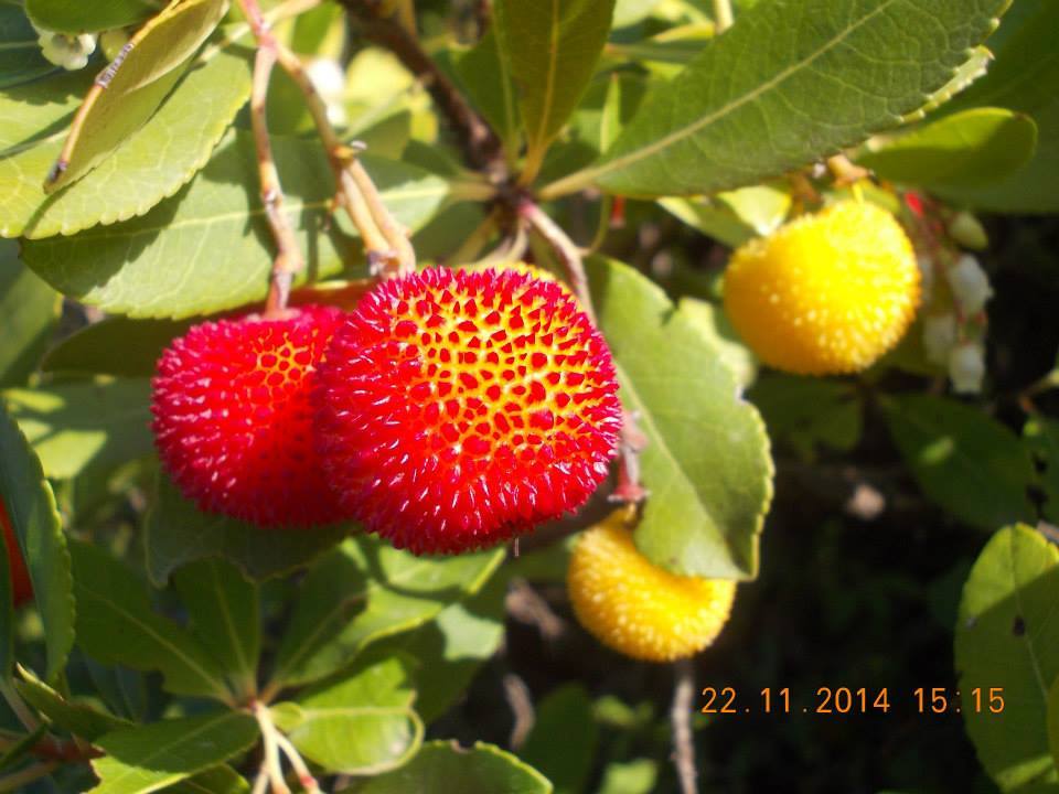 Η κουμαριά: Ένα πανέμορφο άγριο φυτό της φύσης koumaria3