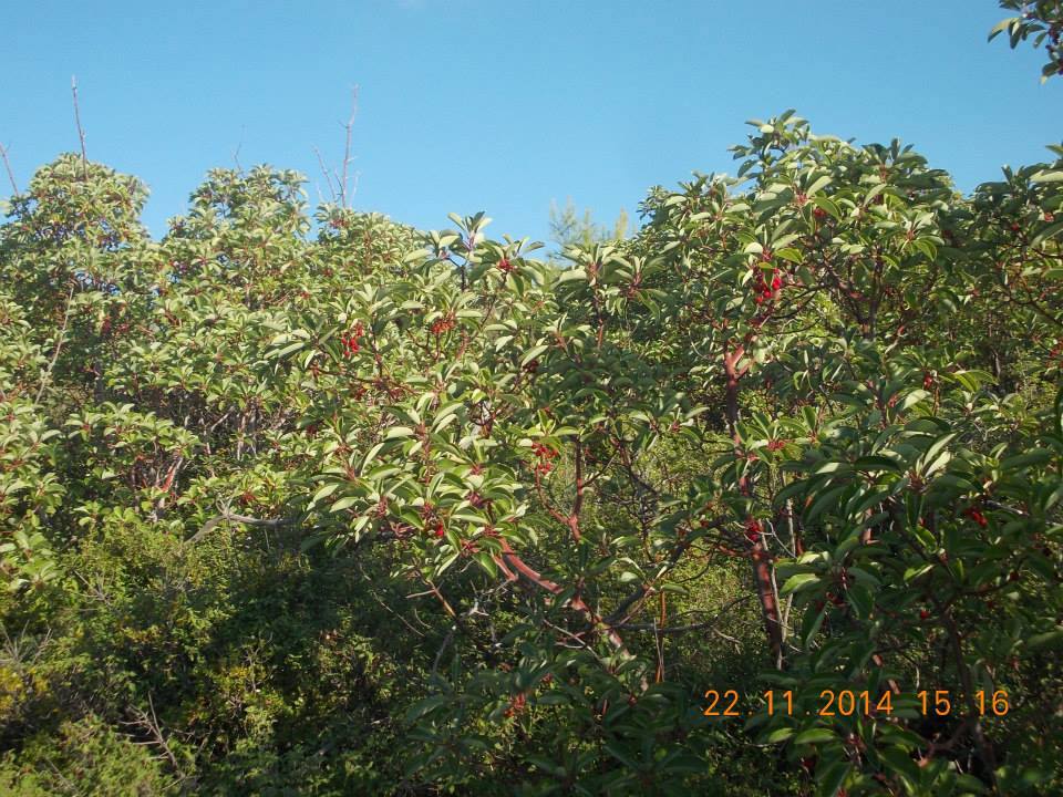 Η κουμαριά: Ένα πανέμορφο άγριο φυτό της φύσης koumaria4