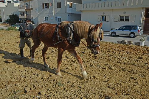 Παραδοσιακό όργωμα και σπορά στο Πάρκο Ερυθραίας parko_4