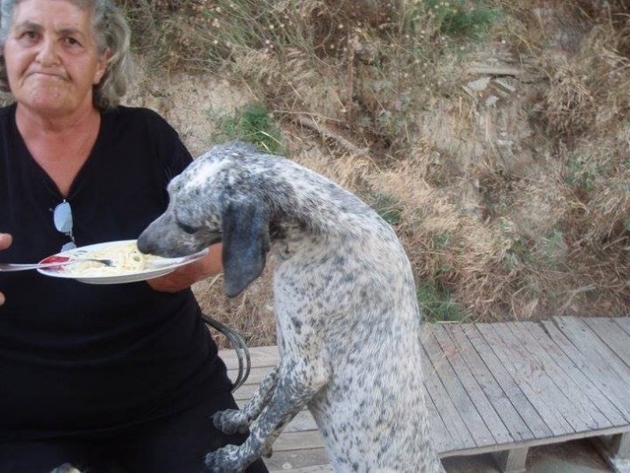 Μοιράζεται το φαγητό της με τους τετράποδους φίλους της! zoofili2