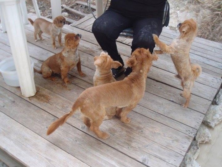 Μοιράζεται το φαγητό της με τους τετράποδους φίλους της! zoofili3