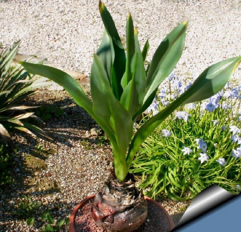 Πρωτοχρονιάτικα Κρητικά έθιμα askeletoura