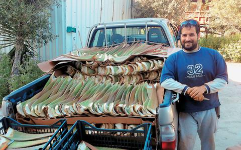 Ο ηλεκτρολόγος καλλιεργητής αλόης Σήφης Αλιμπάρτης απο τα Χανιά viokaliergia-xania1