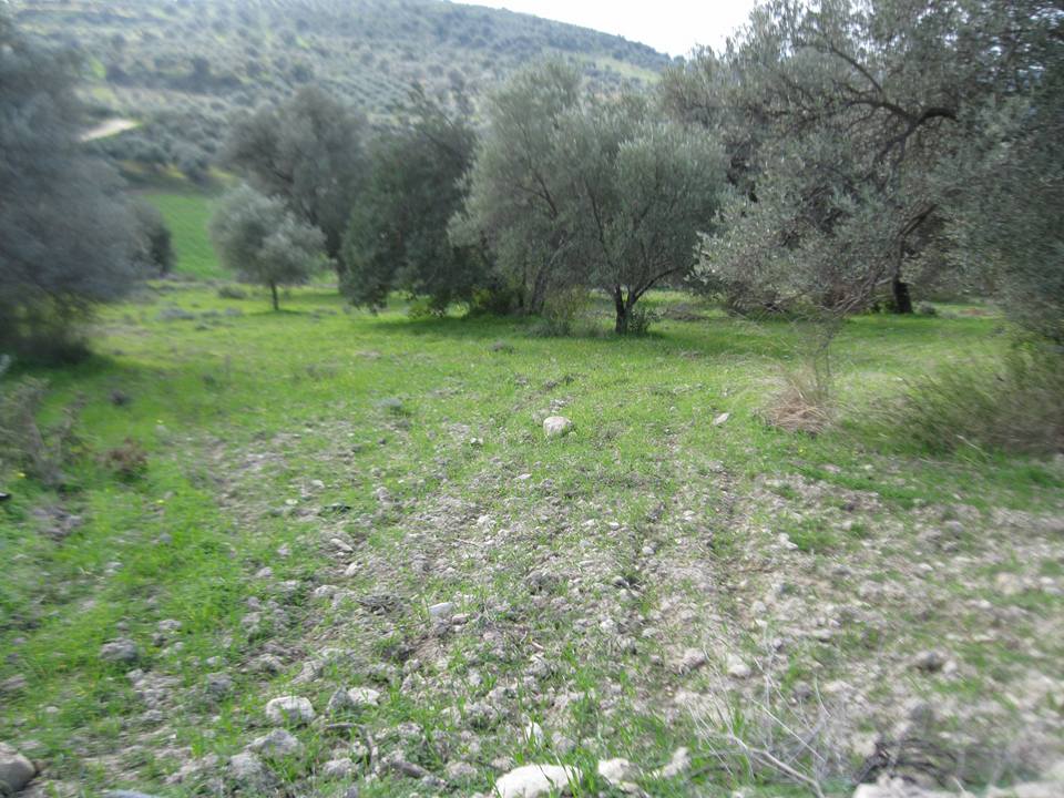 Τα κοκολόγια και η θρησκευτικότητα. Μέρος Β' elies-3d