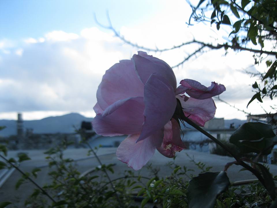 Ο κύκλος της ζωής... louloudi1