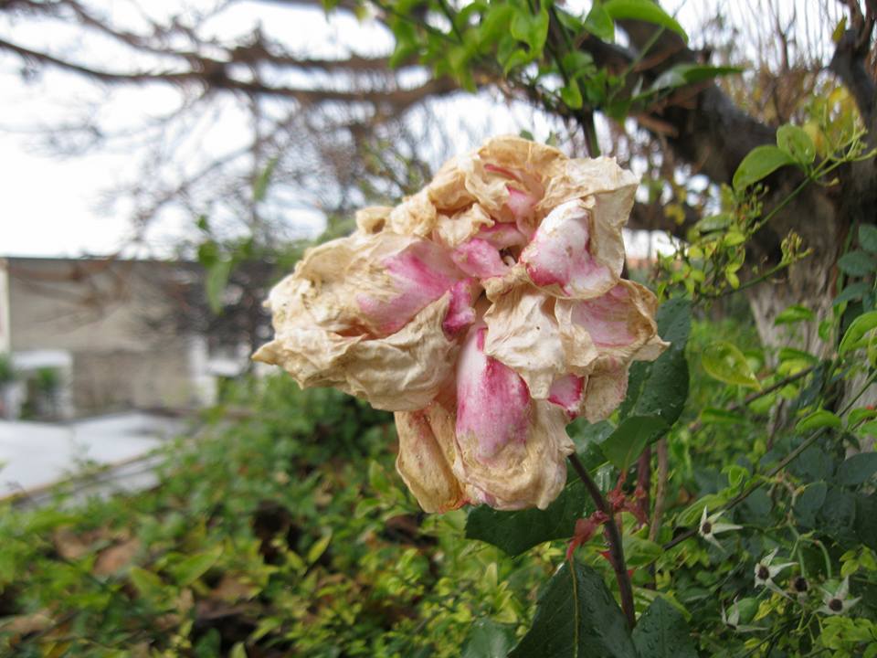 Ο κύκλος της ζωής... louloudi2