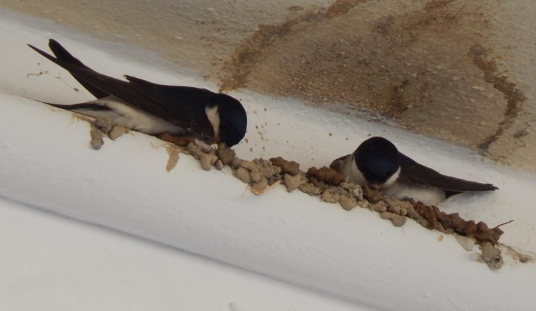 "Οι δυο πέτρες βγάζουν τ' αλεύρι !!" image