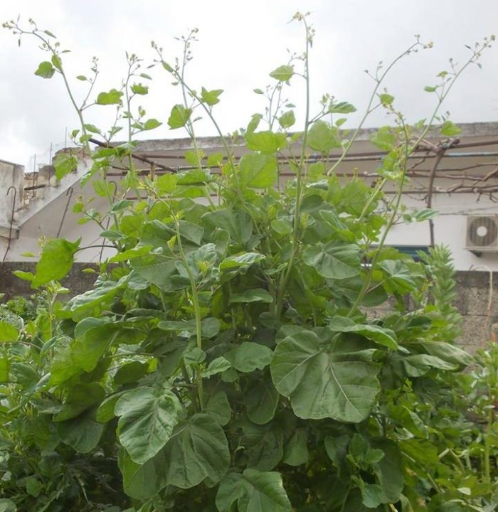 Ποτέ την Κυριακή...Τα παλιά χρόνια στην Κρήτη! lapsanidia