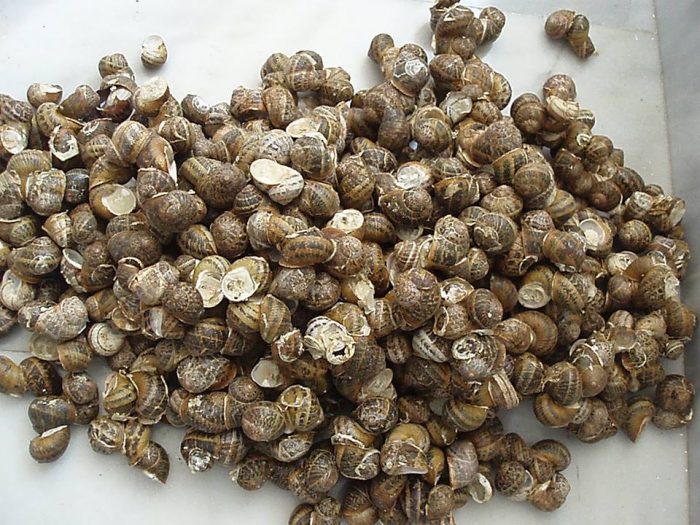 Ποτέ την Κυριακή...Τα παλιά χρόνια στην Κρήτη! xoxlious