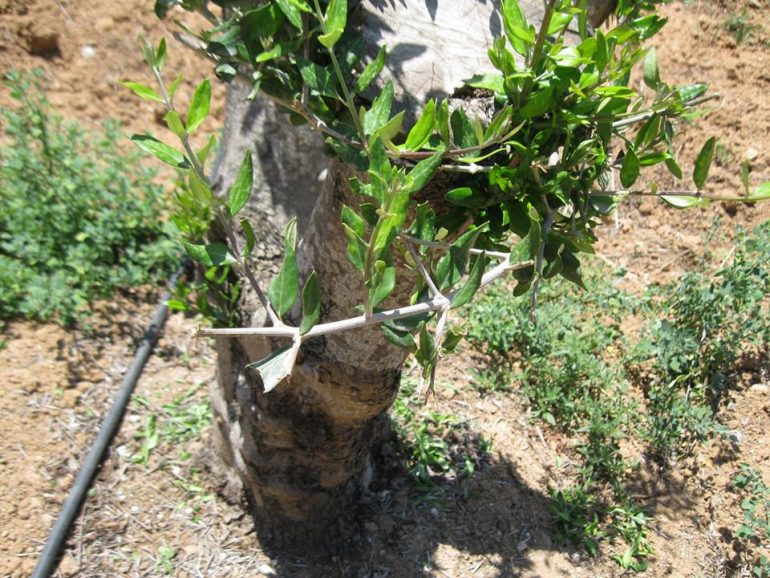 Το πιο ακριβό γάλα... elia-kentrismeni1