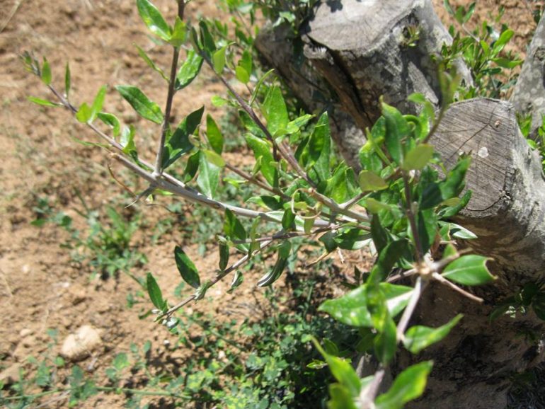 Το πιο ακριβό γάλα... elia-kentrismeni2