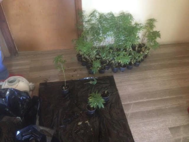 Δενδρύλλια κάνναβης, όπλα και μια σύλληψη στη Μεσαρά xasis659