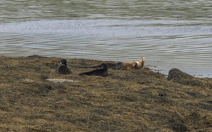 Πωλείται το νησί «το πιο μοναχικό» με τρεις κατοίκους image