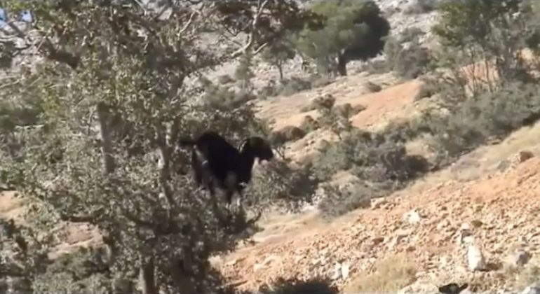 Ντοκιμαντέρ στον Ψηλορείτη, από Αϊγιαννιώτες Ριζίτες psiloreitis3