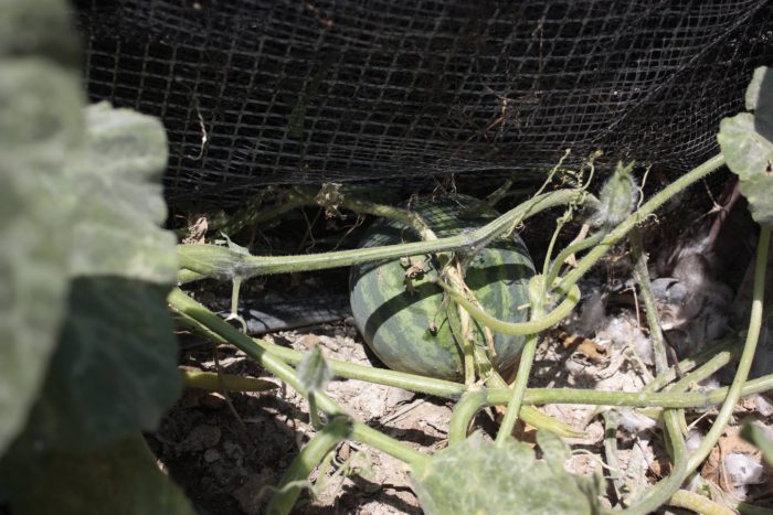 Η υπερήλικη κρητικιά που κατάφερε να καταργήσει τα σούπερ μάρκετ