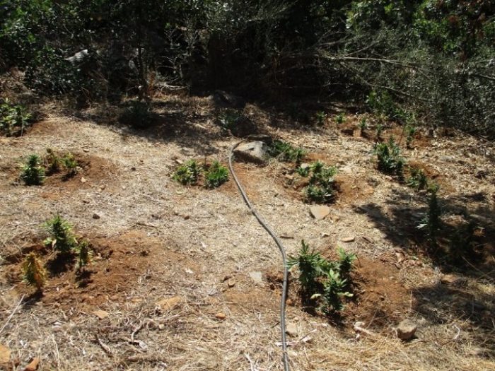 "Εγκαταστάσεις" με εκατοντάδες δενδρύλλια κάνναβης στον Μυλοπόταμο
