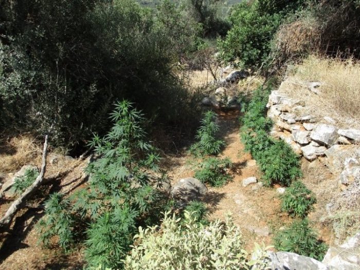 "Εγκαταστάσεις" με εκατοντάδες δενδρύλλια κάνναβης στον Μυλοπόταμο