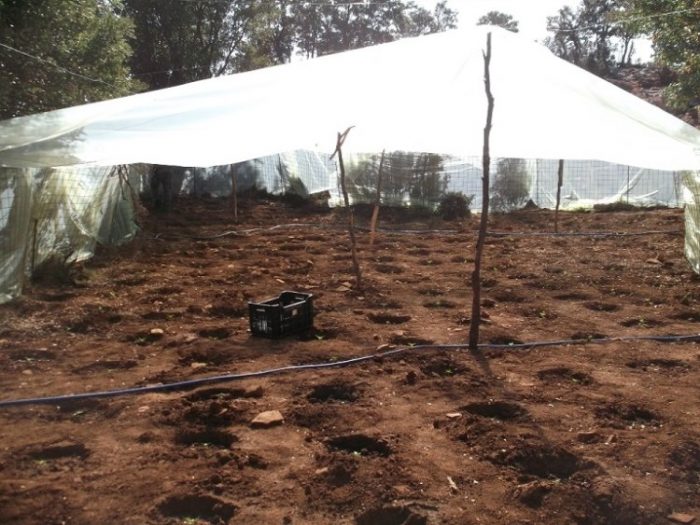 "Εγκαταστάσεις" με εκατοντάδες δενδρύλλια κάνναβης στον Μυλοπόταμο