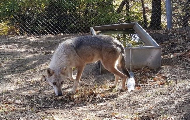 Δύο λύκους αδέρφια υιοθέτησε ο "Αρκτούρος"
