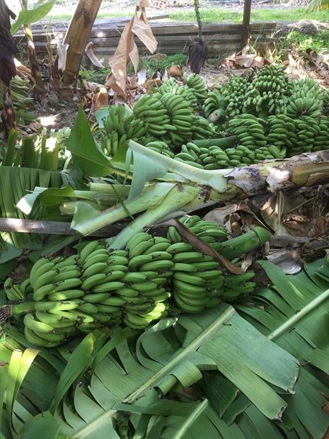 Άνεμοι ισοπέδωσαν υπαίθριες καλλιέργειες μπανάνας